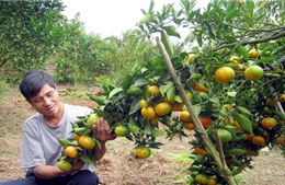 Bắc Giang sẽ tổ chức lại sản xuất vùng cây ăn quả